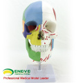 SKULL11 (12337) Modèle cervical multifonctionnel de colonne vertébrale humaine de crânes humains
